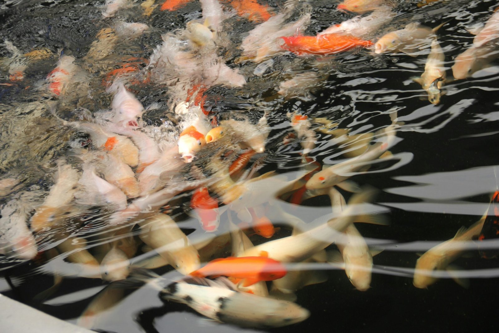 a group of fish swimming in a pond